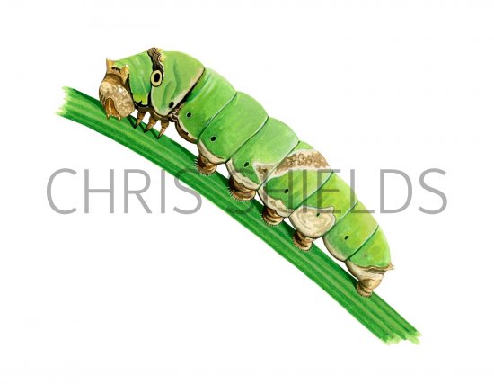 Illustration of Mariposa del Muerte Caterpillar (Papilio demoleus) (#2183)