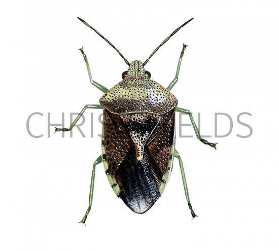 Illustration of Parent Bug (Elasmucha grisea) (#2368)
