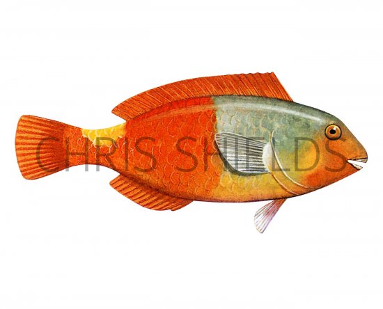 Illustration of Parrot Fish (euscarus cretensis) (#3048)