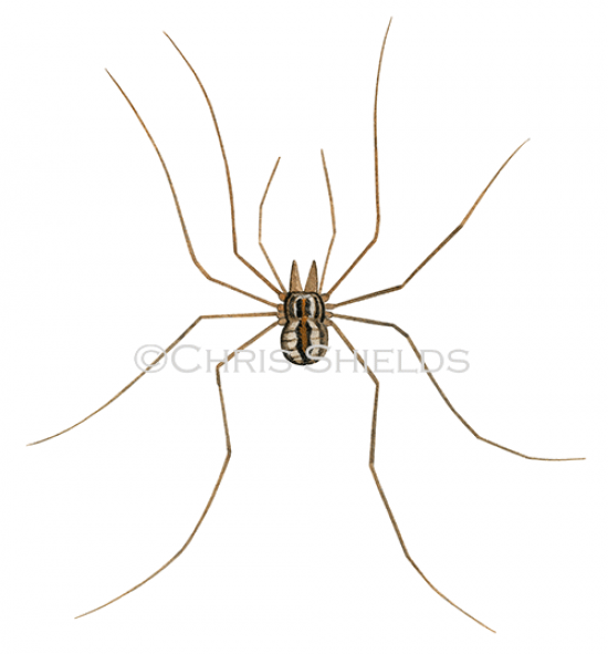 Illustration of Patterned Harvestman (Phalangium opilio) (#2878)