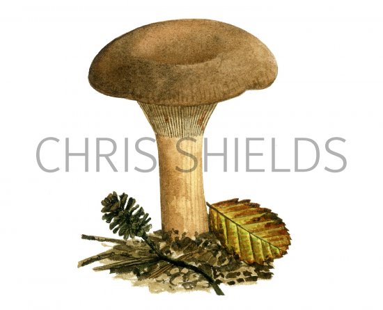 Illustration of Paxillus rubicundulus (#2009)