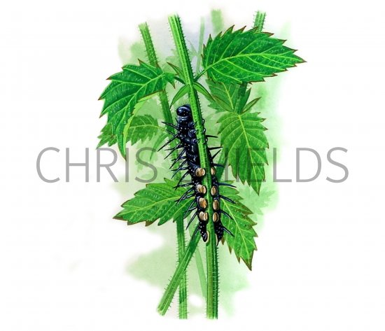 Illustration of Peacock Butterfly Caterpillar (Inachis io) (#1138)