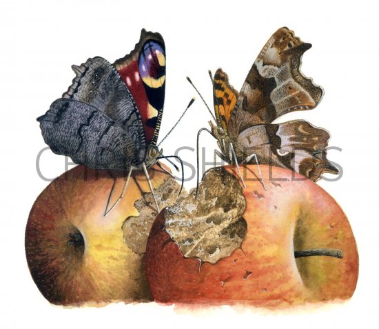 Illustration of Peacock and Comma Butterflies (#2304)