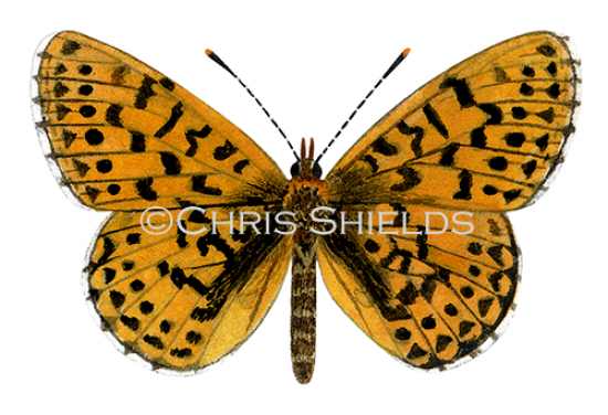 Illustration of Pearl-bordered Fritillary (Boloria euphrosyne) (#4718)
