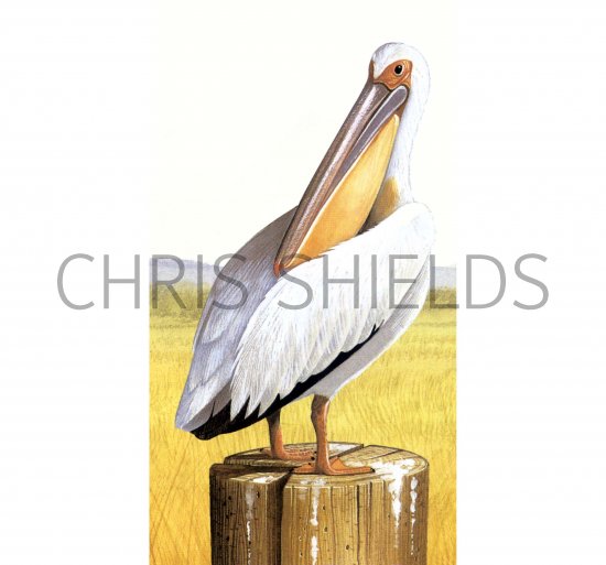 Illustration of White Pelican (Pelecanus erythrorhynchos) (#0059)