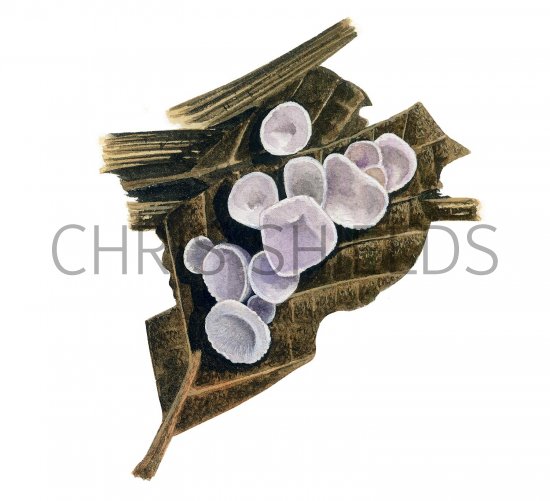 Illustration of Pellidiscus pallidus (#3613)