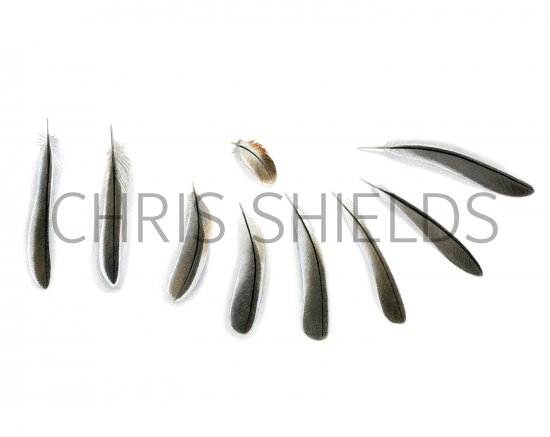 Illustration of Penduline tit feathers (Remiz pendulinus) (#2898)