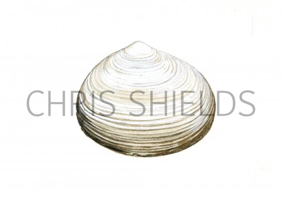 Illustration of Peppery Furrow Shell (Scobicularia plana) (#0787)