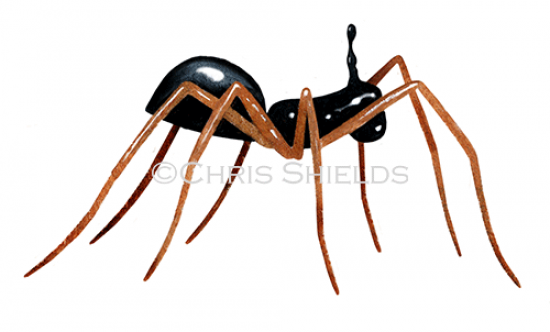 Illustration of Periscope Dwarf Spider (Walckenaeria acuminata) (#4701)