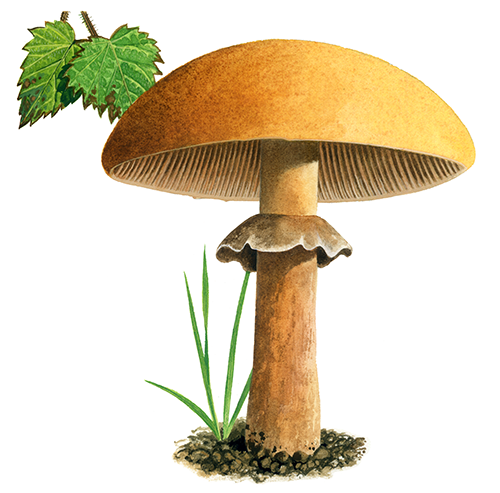 Illustration of Phaeolepiota aurea (Golden Bootleg) (#3601)