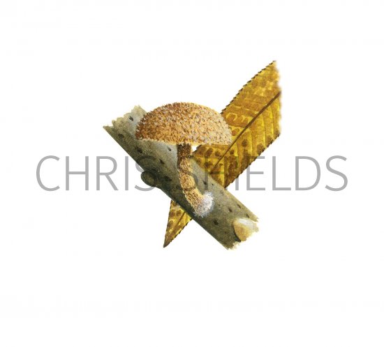 Illustration of Phaeolepiota erinaceus (#3602)