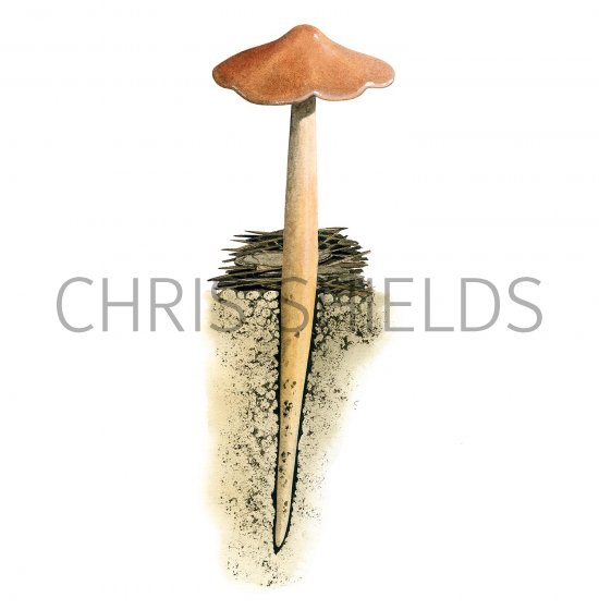 Illustration of Phaeolepiota lugubris (Russet Rootshank) (#3603)