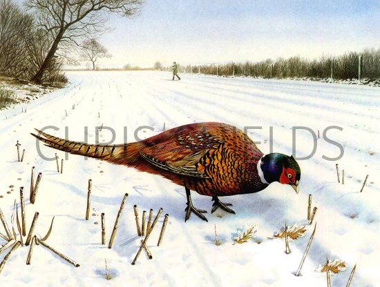 Illustration of Common Pheasant (Phasianus colchicus) (#0594)