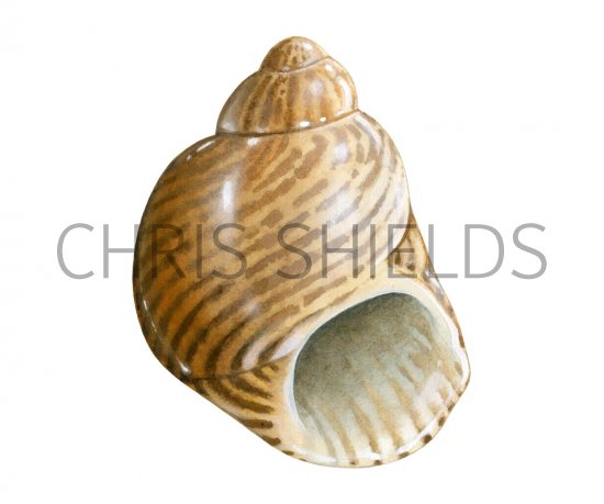 Illustration of Pheasant Shell (Tricolia pullis) (#1918)