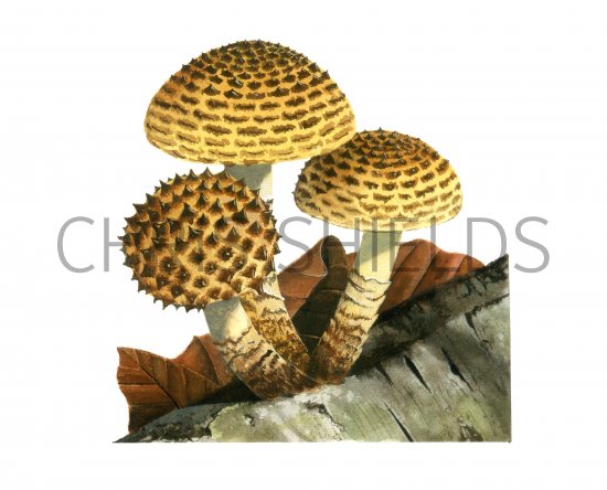 Illustration of Pholiota jahnii (#4245)