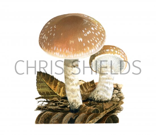Illustration of Pholiota lenta (#4248)