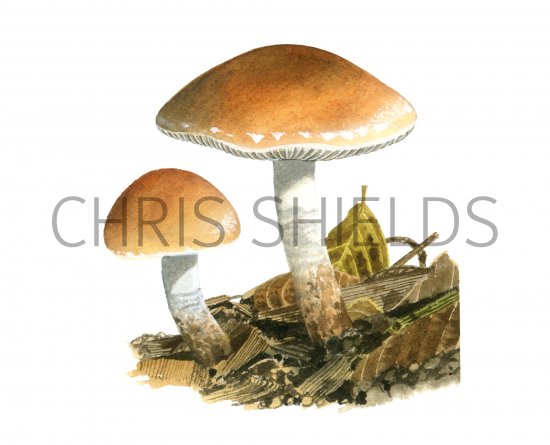 Illustration of Pholiota lubrica (#4253)