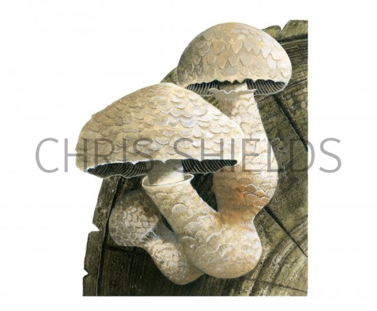 Illustration of Pholiota populnea (#4247)