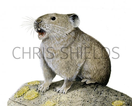 Illustration of Pika (Ochotona princeps) (#2381)
