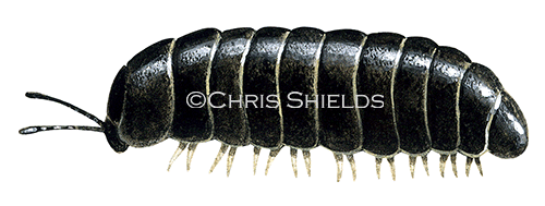 Illustration of Pill Millipede (Glomeris marginata) (#0364)