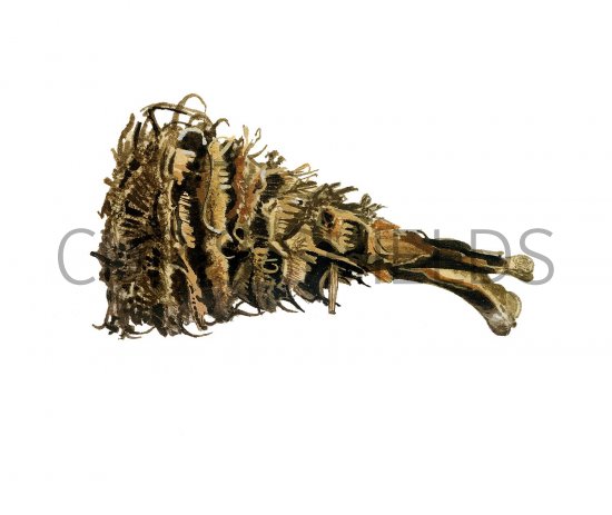 Illustration of Pine Cone opened by Squirrel (#2245)