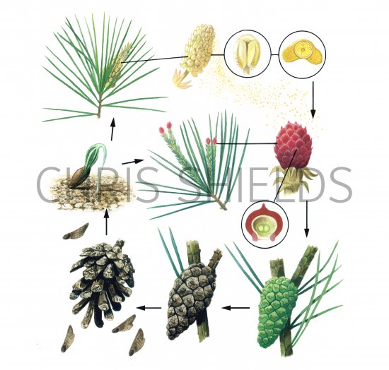 Illustration of Pine Tree Life Cycle (#1501)