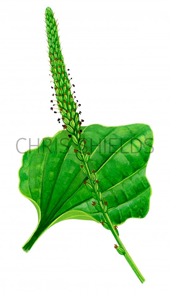 Illustration of Plantain (Greater) Plantage major (#0844)