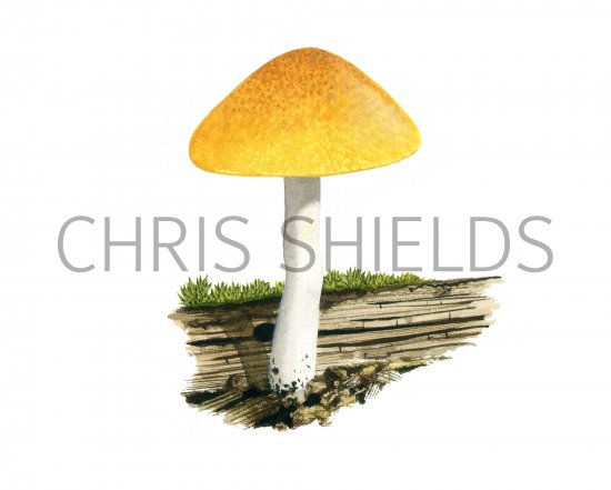 Illustration of Pluteus chysophaeus (Yellow Shield) (#3853)