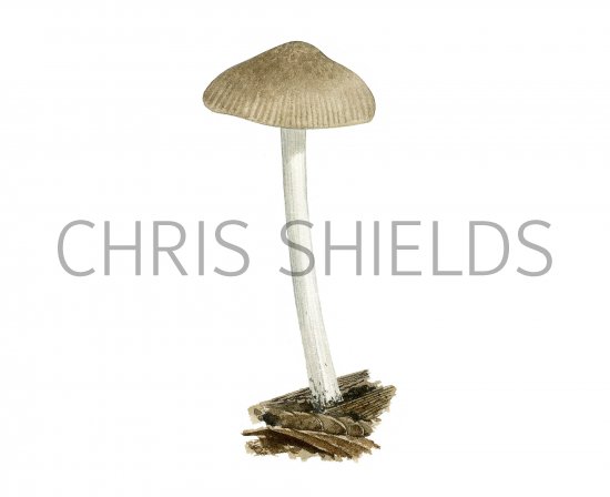 Illustration of Pluteus cinereofuscus (#3815)