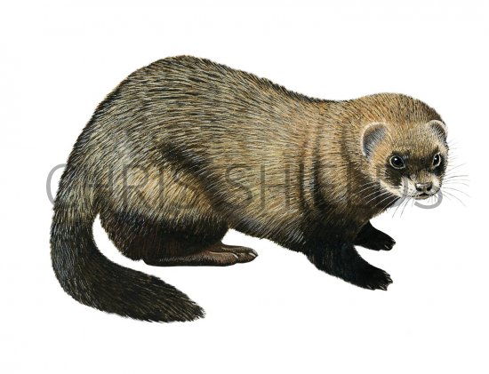 Illustration of Polecat (Mustela putorius) (#2026)