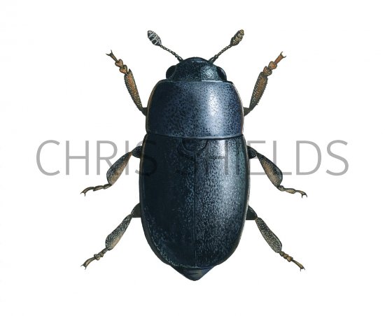 Illustration of Pollen Beetle (meligethes aeneus) (#2626)