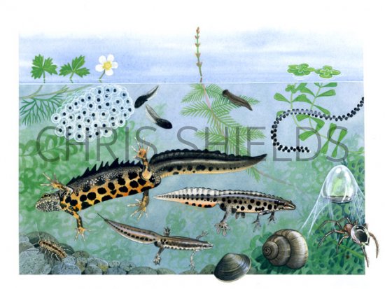 Illustration of Pond Life (#0718)