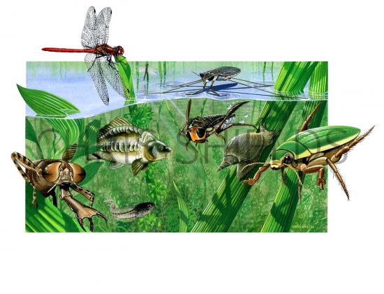 Illustration of Pond Life (#2153)