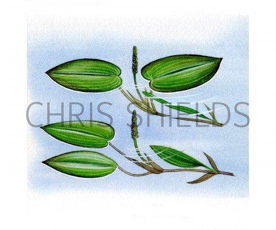 Illustration of Pondweeds - top (Broad-leaved) bottom (bog). (#0063)