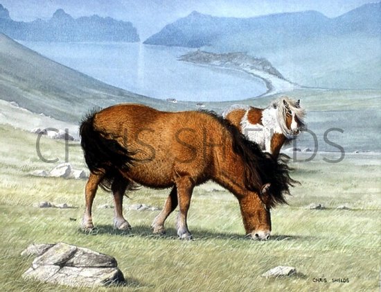 Illustration of Pony - Shetland (Equus ferus caballus) (#0289)