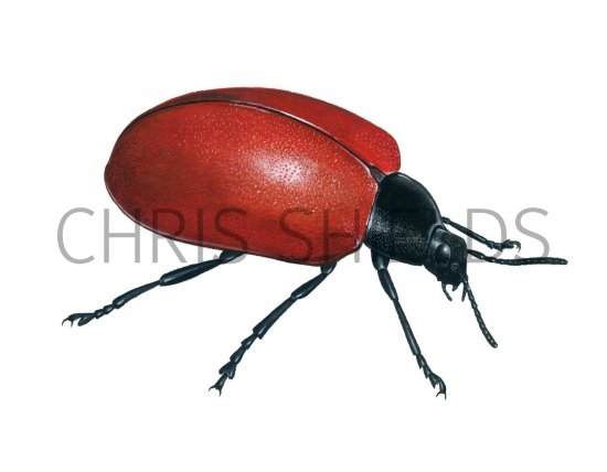Illustration of Poplar Beetle (Chrysomela populi) (#1860)