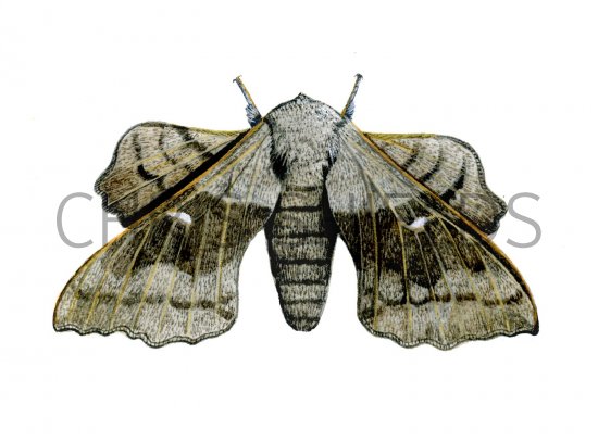 Illustration of Poplar Hawk Moth (Laothoe populi) (#1342)