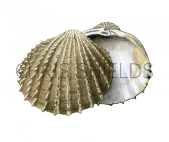 Illustration of Cockle (Prickly) Acantocardia echinata (#1897)