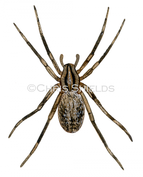 Illustration of Prowling Spider (Zora spinimana) (#4709)