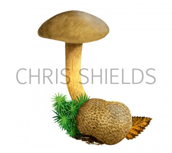 Illustration of Pseudooboletus parasiticus (Parasitic Bolete) (#2014)