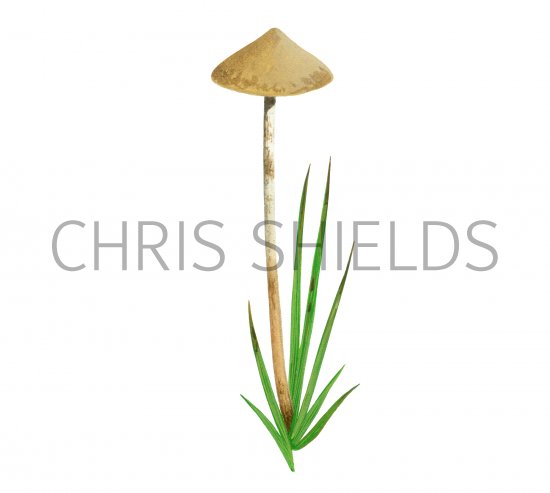 Illustration of Psilocybe strictipes (#4267)