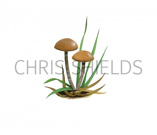 Illustration of Psilocybe subviscida var. velata (#4285)