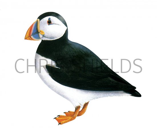 Illustration of Puffin (Fratercula arctica) (#3641)