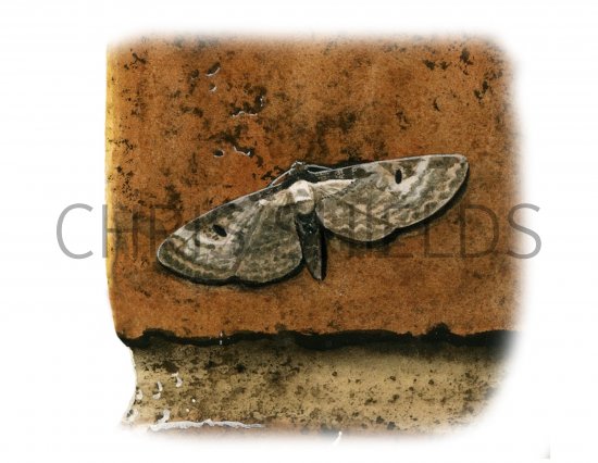 Illustration of Pug Moth (Bordered) Eupithecia succenturiata (#1144)