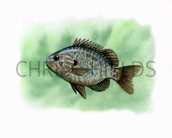 Illustration of Pumpkinseed Sunfish (Lepomis gibbosus) (#0177)