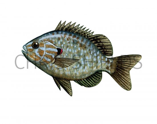 Illustration of Pumpkinseed Sunfish (Lepomis gibbosus) (#2694)