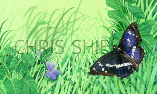 Illustration of Purple Emperor (Apatura iris) (#1410)