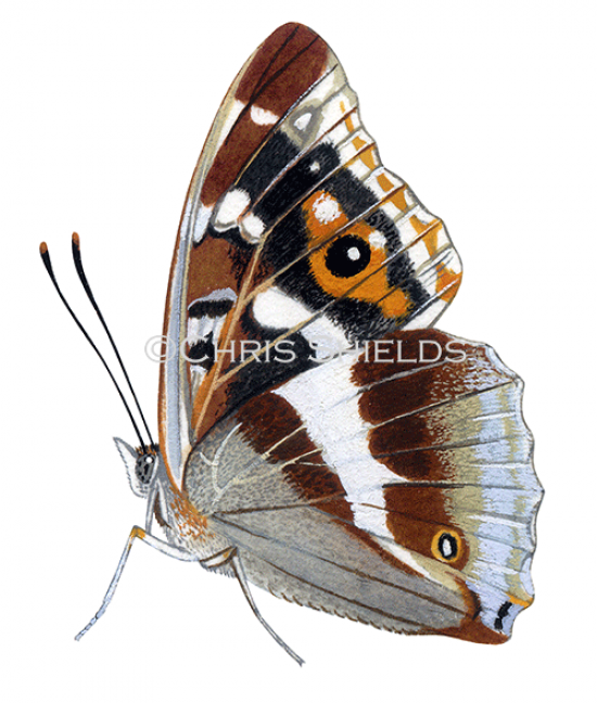 Illustration of Purple Emperor (Apatura iris) (#2001)