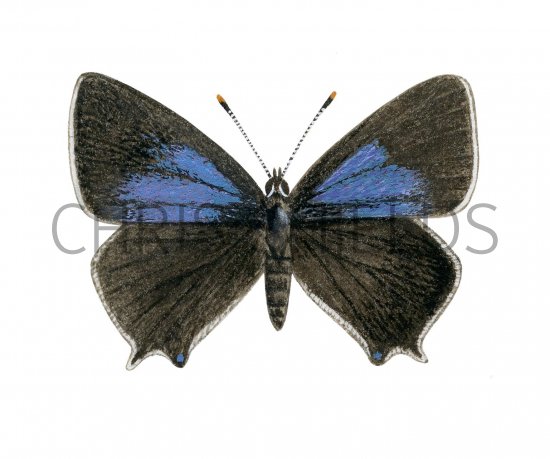 Illustration of Purple Hairstreak (Quercusia quercus) (#2558)