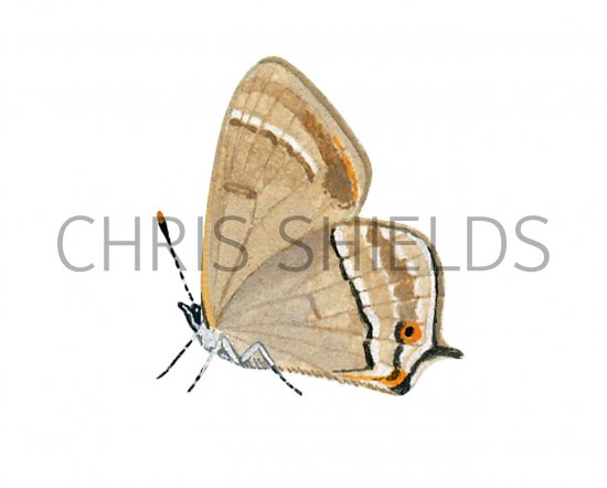 Illustration of Purple Hairstreak (Quercusia quercus) (#2559)